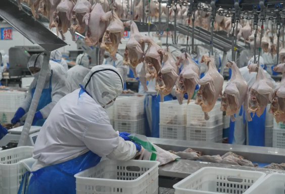 屠宰廠弱電工程智能化解決方案：構筑安全、高效現代化生產體系